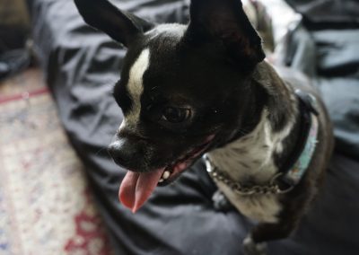 Pet Pictures – Emma (Boston Terrier X Chihuahua) (Active Album)