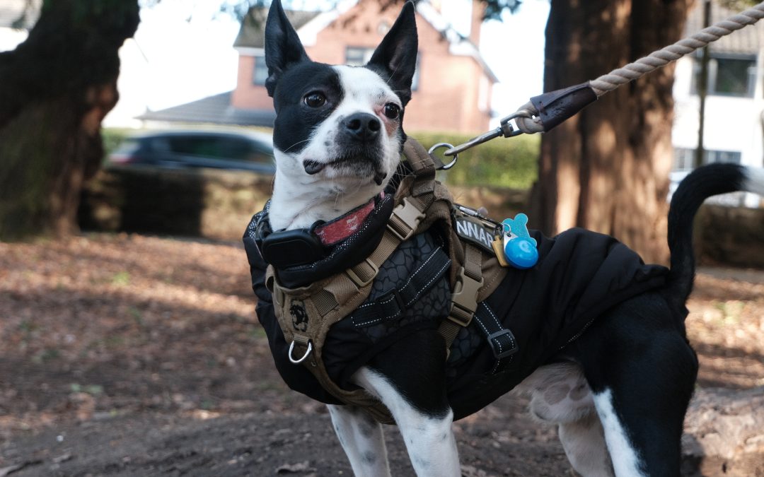 A Casual Walk Through Wrexham