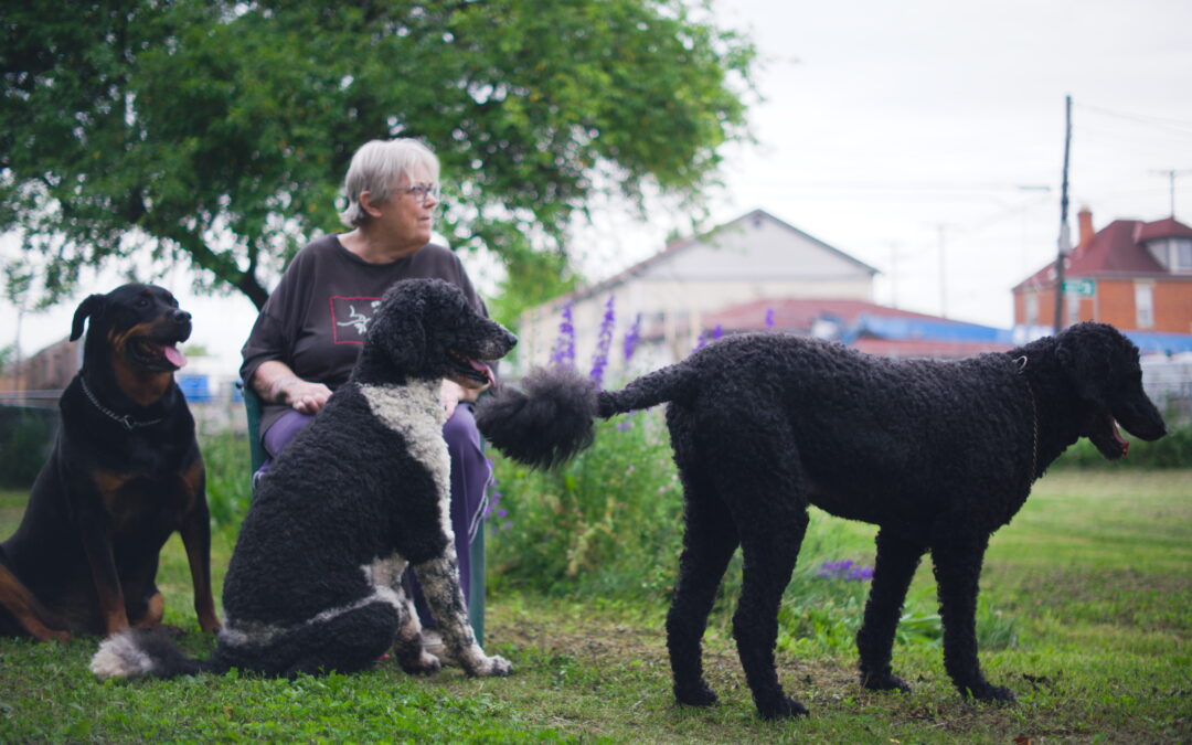 Lance, Rocko, and Hooker – A photoshoot for a friend and her companions.