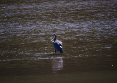 A Walk Through The Scioto Audubon Metro Park – Columbus, OH, USA – 26-09-2026